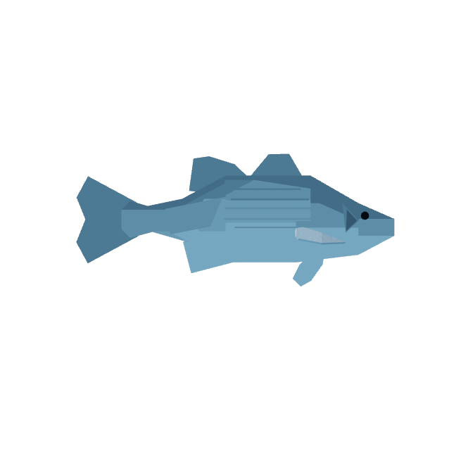 White Bass